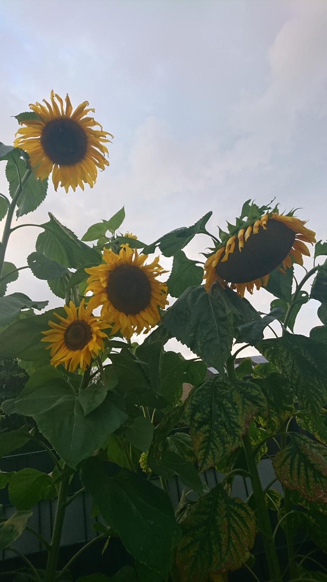 Ferienwohnung Sonnenblick Und Relax ซุนเดิร์น ภายนอก รูปภาพ